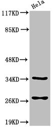 CASP6 Antibody