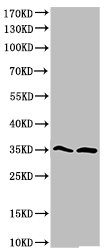 CASP9 Antibody