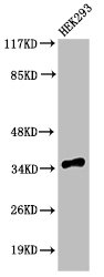CASP9 Antibody