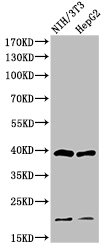 CASP9 Antibody
