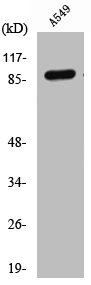 COL3A1 Antibody