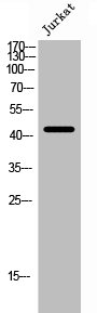 F2R Antibody