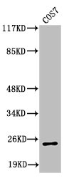 ITGA7 Antibody