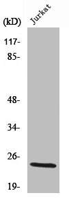 KLK8 Antibody