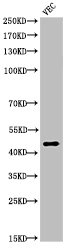 KLKB1 Antibody