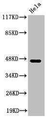 KLKB1 Antibody