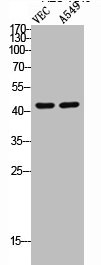 Cleaved-MMP12 (G106) Antibody