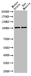 Cleaved-NOTCH1 (V1754) Antibody