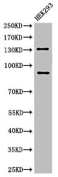 NOTCH2 Antibody