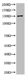 SPTAN1 Antibody