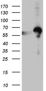 CLEC1A Antibody