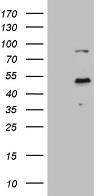 CLEC1A Antibody