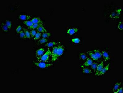 CLEC11A Antibody