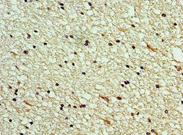 CLEC11A Antibody