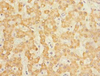 CLEC1B Antibody