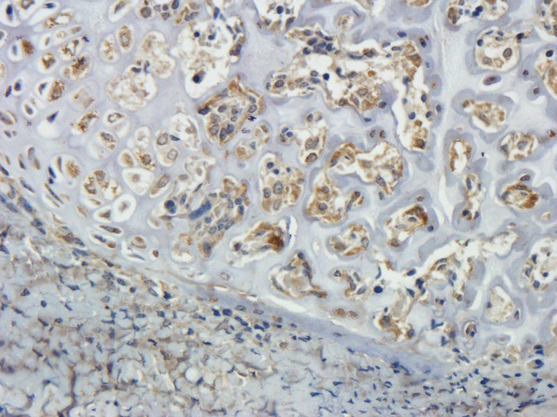 CLEC1B Rabbit Polyclonal Antibody