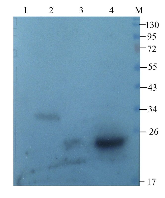 CLEC1B Rabbit Polyclonal Antibody