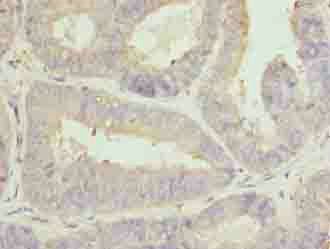 CLGN Antibody