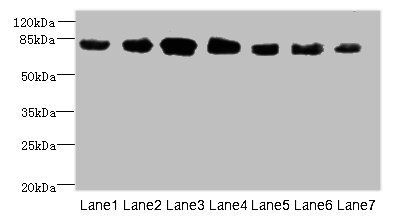 CLGN Antibody