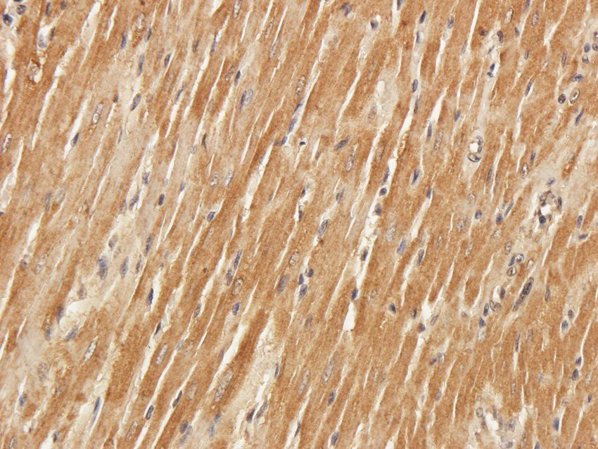 CLIC4 Rabbit Polyclonal Antibody