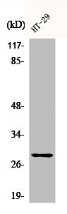 CLIC4 Antibody