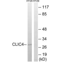 CLIC4 Antibody