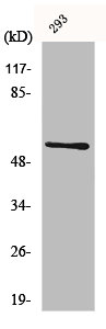 CLK1 Antibody