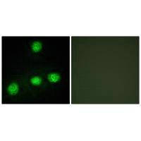 CLK1 Antibody