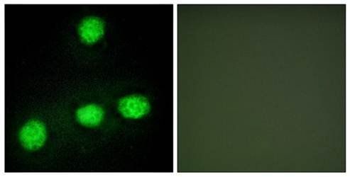 CLK1 Antibody