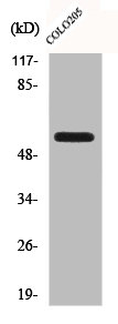 CLK2 Antibody