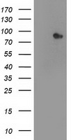 CLPP Antibody