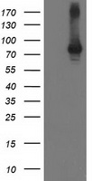 CLPP Antibody