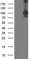 CLPP Antibody
