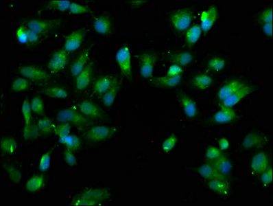 CLU Antibody