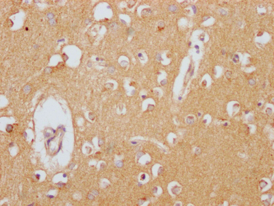 CLU Antibody