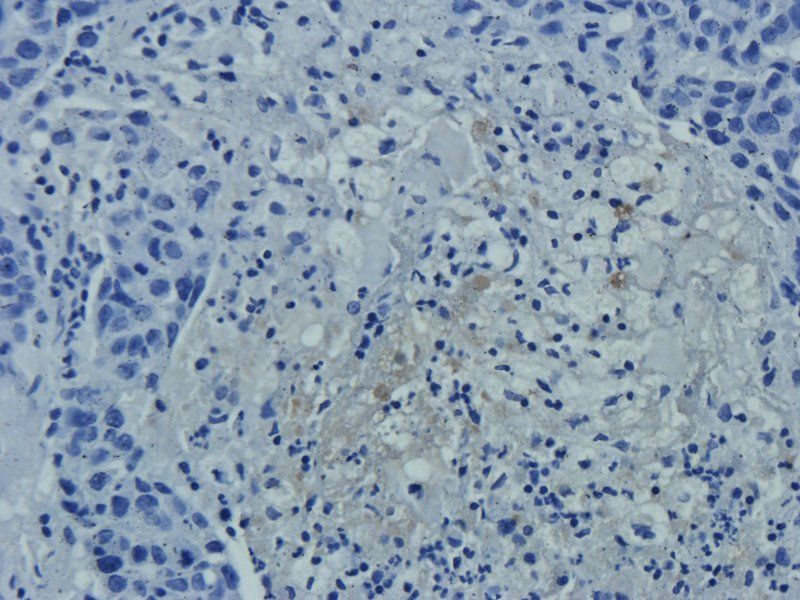 CLU Mouse Monoclonal Antibody