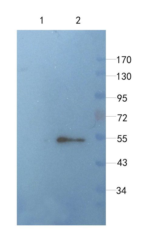 CLU Mouse Monoclonal Antibody