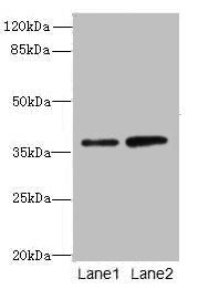 CLYBL Antibody