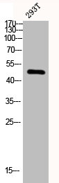 CMKLR1 Antibody