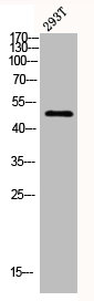 CMKLR1 Antibody