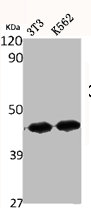 CMKLR1 Antibody