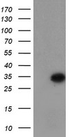 CNDP2 Antibody