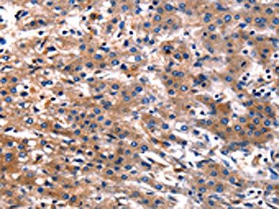 CNGA2 Antibody