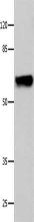CNGA2 Antibody