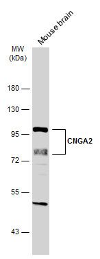 cyclic nucleotide gated channel alpha 2 Antibody