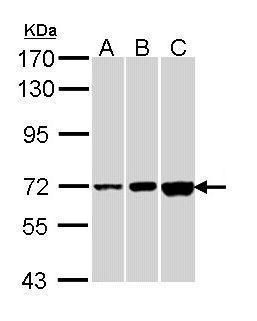 cyclic nucleotide gated channel alpha 2 Antibody