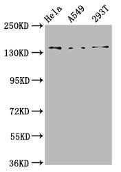 CNGB1 Antibody