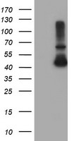 CNN2 Antibody