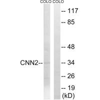CNN2 Antibody