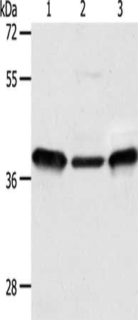 CNN3 Antibody